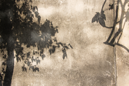 shadow of the leaves on a wall background.