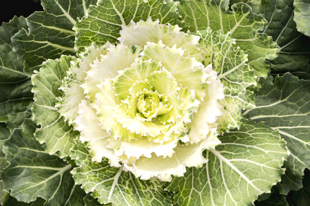 Cabbage (brassica oleracea) Planted for Ornamental. Cabbage leaves are beautiful.
の写真素材