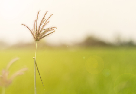 Field of grass on summer morning sunrise on blurred background. with copy space for your text.の写真素材
