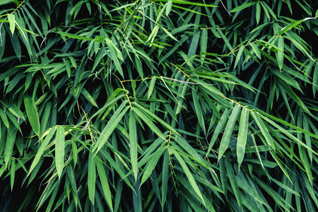 Background of leaves in the summer in the tropical. Copy space for your text.の写真素材