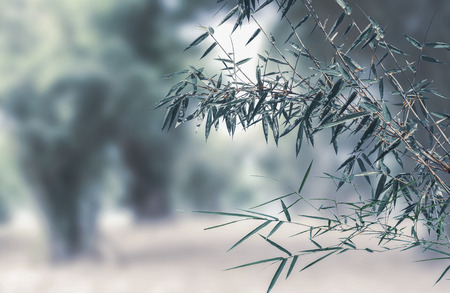 Green leaves of bamboo in the tropics of Asia. Copy space for your text.の写真素材