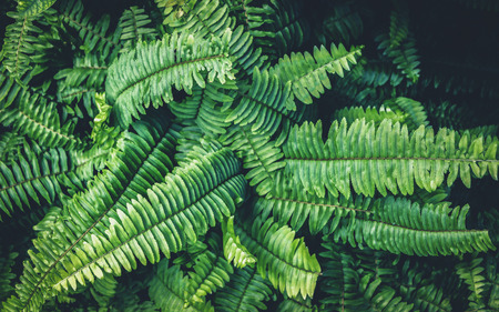 Fern green growth in the tropical forests. Copy space for your text.の写真素材