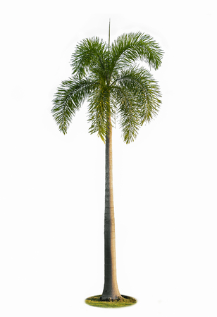 High palm tree isolated on white background.の写真素材
