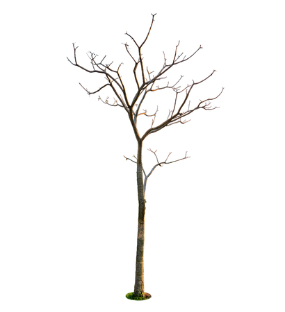Leaves fall out of the tree and stand dead beautifully.の写真素材