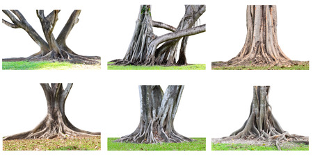 The collection of big tree roots spreading out beautiful and trunk isolated on white background.の写真素材
