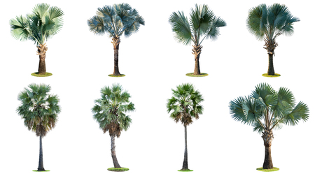 The collection of high palm trees (Livistona Rotundifolia or fan palm.) isolated on white background.の写真素材