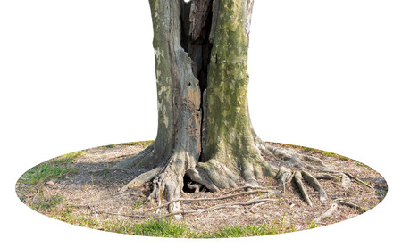 Trunk and big tree roots spreading out beautiful in the tropics. The concept of care and environmental protection.の写真素材