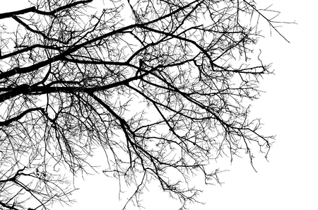 Bare tree branches silhouette on a white background.の写真素材