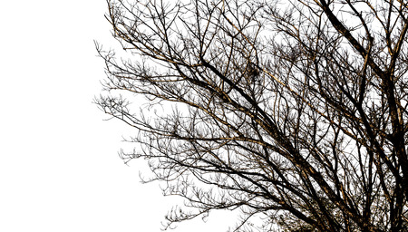 Bare tree branches silhouette on a white background.