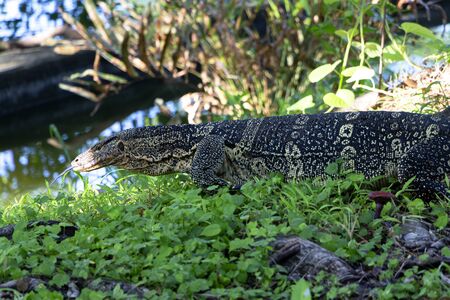 The water monitor or Varanus salvator is a large species of monitor lizard. Showing its split...
