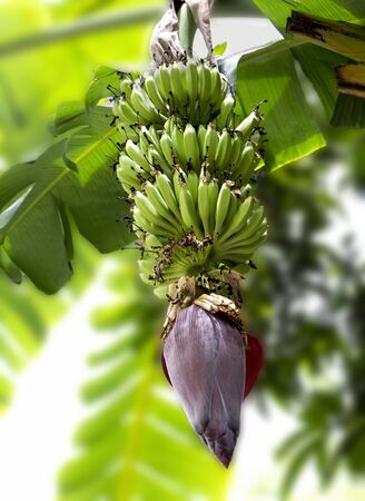 Banana blossom hanging on banana tree with leaves in the garden. It is a blossom that can be cooked as a food meal.
の写真素材
