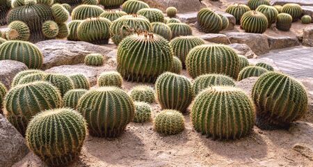 The cactus plants are beautifully grown in the houseplant.