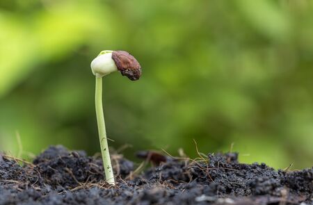 The saplings of yardlong beans grow in fertile soil.