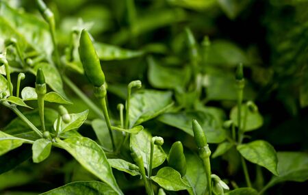 Fresh green chile are spicy seasonings to taste.の写真素材