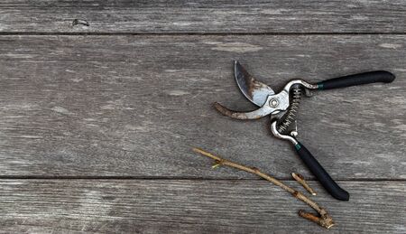 Old pruning shears and branch isolated on wood table background wiht copy space for your text or image.
の写真素材