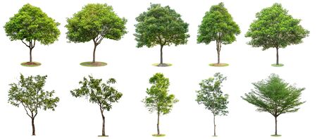 The collection of trees isolated on white background. Beautiful and robust trees are growing in the forest, garden or park. Many trees give you the choice to be decorated.の写真素材