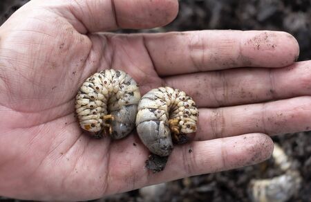 A man picks up a beetle worm in his hand.の写真素材