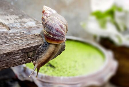 The giant African snail is one of the largest gastropods in the world. This species is one of the most dangerous pests in agriculture.の写真素材