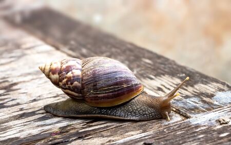 The giant African snail is one of the largest gastropods in the world. This species is one of the most dangerous pests in agriculture.の写真素材