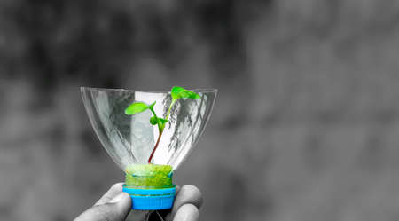 Plant a sapling in a used bottle. Recycling used bottles by growing plants for food and the environment.の写真素材