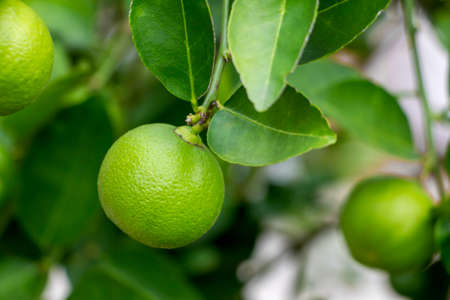 Fresh lemon and leaves planted in the farm. Fresh lemons are used for cooking and contain vitamin C,...