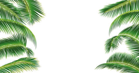 Plam leaf pattern vector on white background. Coconut leaf illustration with copy space for your text or image.の写真素材