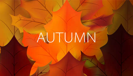 Vector illustration maple leaf in autumn with red, brown, yellow and orange.のイラスト素材