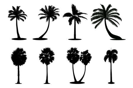 Set of palm silhouette vector illustration on white background.のイラスト素材