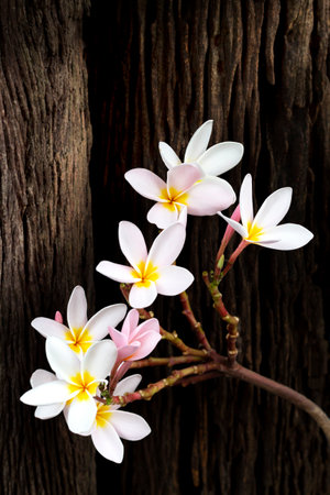 Frangipani has beautiful white and yellow flowers. Frangipani or Plumeria is a tropical shrub with fragrant white, pink or yellow flowers.の写真素材