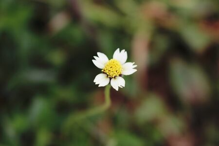 a white wild flower with burry background