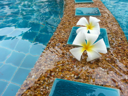 Dok Champa flower or flower of Laos. Planted by the pool with a fragrant atmosphere of relaxation.の素材