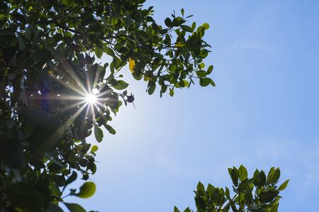 Sunlight through the tree,background,with clouds blue skyの写真素材
