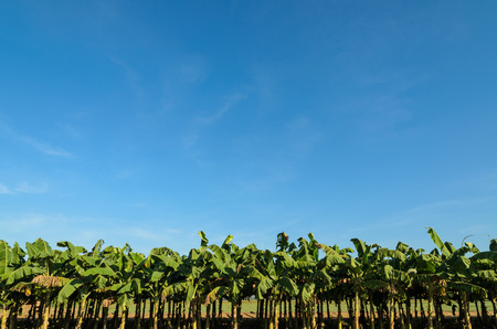 Banana plantations planted neatly with a blue background.の写真素材