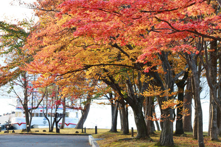 tree in autumnの写真素材