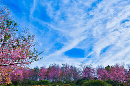 himalayan cherry with blue skyeの写真素材