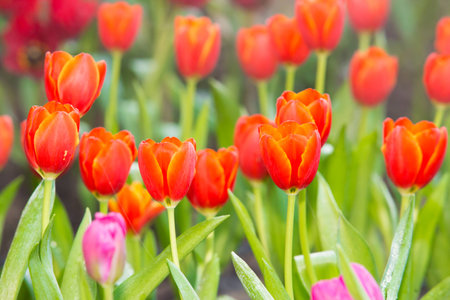 tulip, red tulip flower in garden backgroundの写真素材