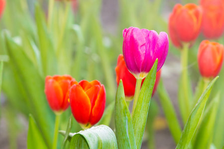tulip, pink tulip flower with red tulip in garden backgroundの写真素材