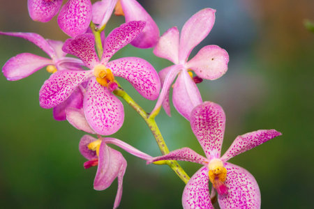 orchid, pink orchid flower  in green backgroundの写真素材