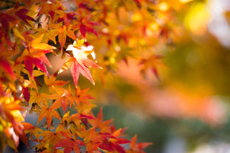 Colorful Red Maple Leaf Vibrant Tree in Japan during Autumn.の写真素材
