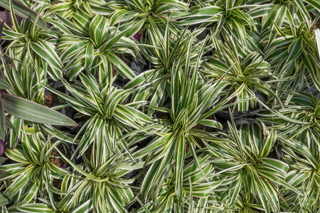 Spider Plantの写真素材