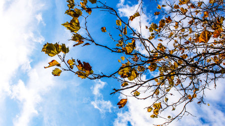 Autumn leaves