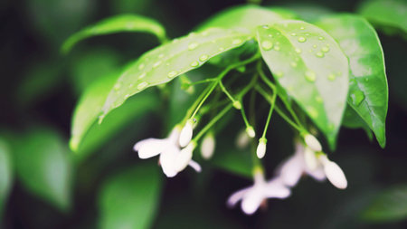 little flower and green leafの写真素材