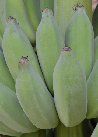 Bananaの写真素材