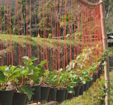 Seedling strawberryの写真素材