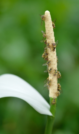 fruit fly sniffing the flowersの写真素材