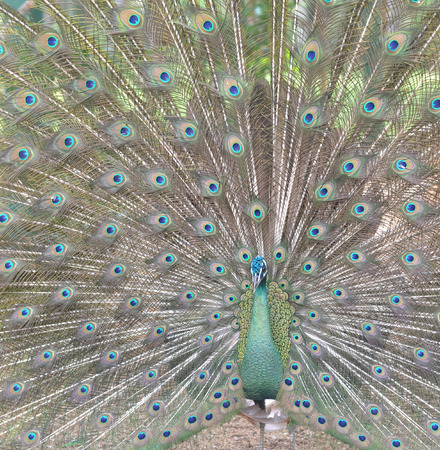Peacock with Feathers Out の写真素材