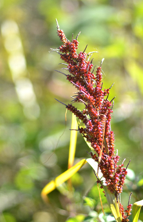 Detail of red flowering grass
