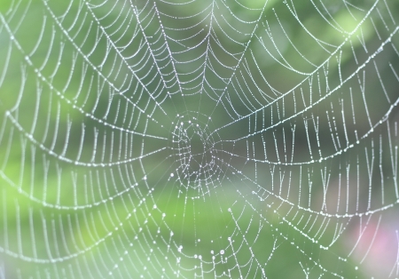 The spider web (cobweb) closeup