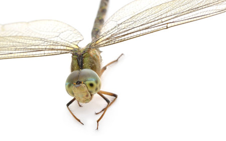 Dragonfly on a white background