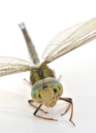 Dragonfly on a white backgroundの写真素材